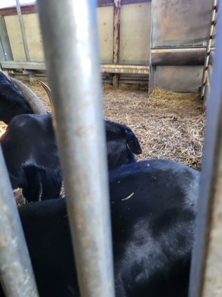 이오성님의 설날, 어떻게 보내시나요? · 참여글 작성글 사진