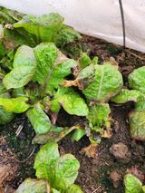 팜모닝 상추·병해충상담 게시글 이미지