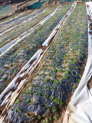 지금은 공돌이님의 마늘 · 일상 작성글 사진