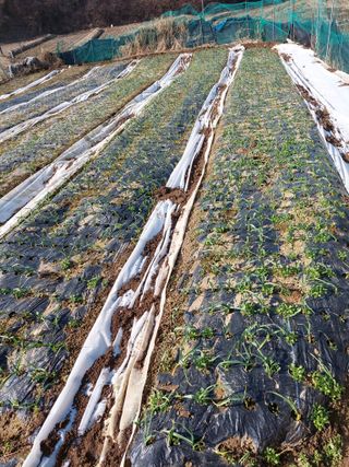 지금은 공돌이님의 마늘 · 일상 작성글 사진