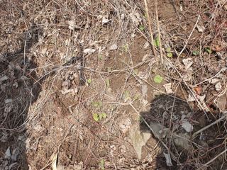 예천토종꿀벌 님의 기타작물 · 자유게시판 작성글 사진