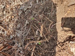 예천토종꿀벌 님의 기타작물 · 자유게시판 작성글 사진