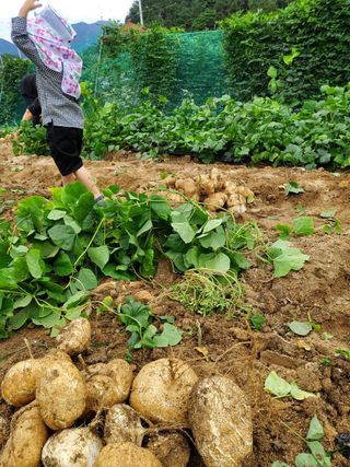 사리실님의 설날, 어떻게 보내시나요? · 참여글 작성글 사진