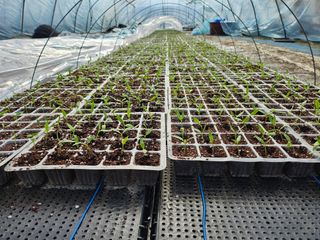 이인오님의 고추 · 일상 작성글 사진