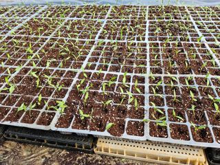 이인오님의 고추 · 일상 작성글 사진