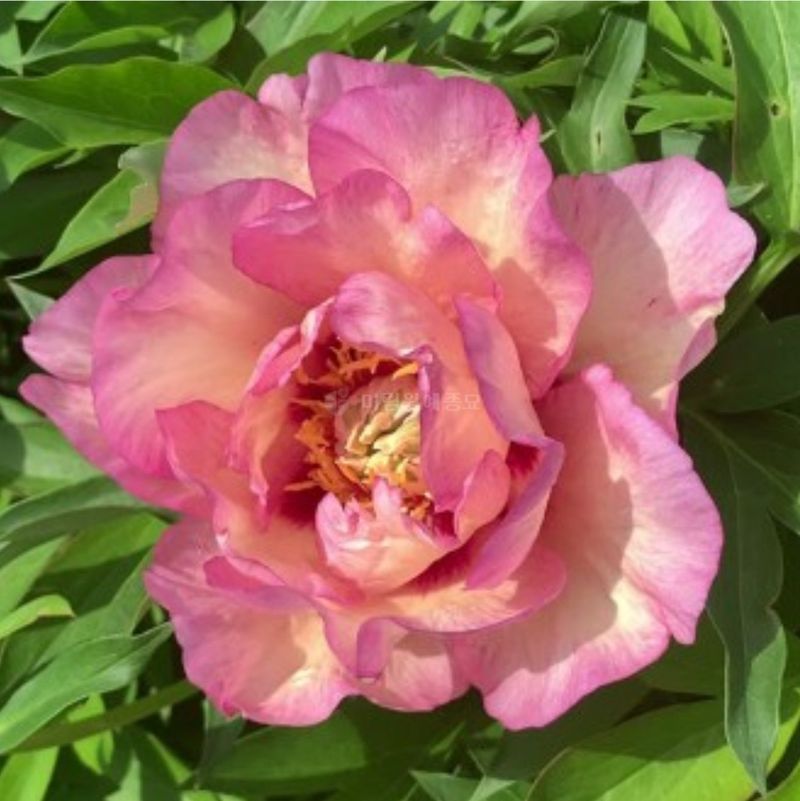 장터 상품 [신품종 이토 파스텔 스플렌더 작약] 썸네일