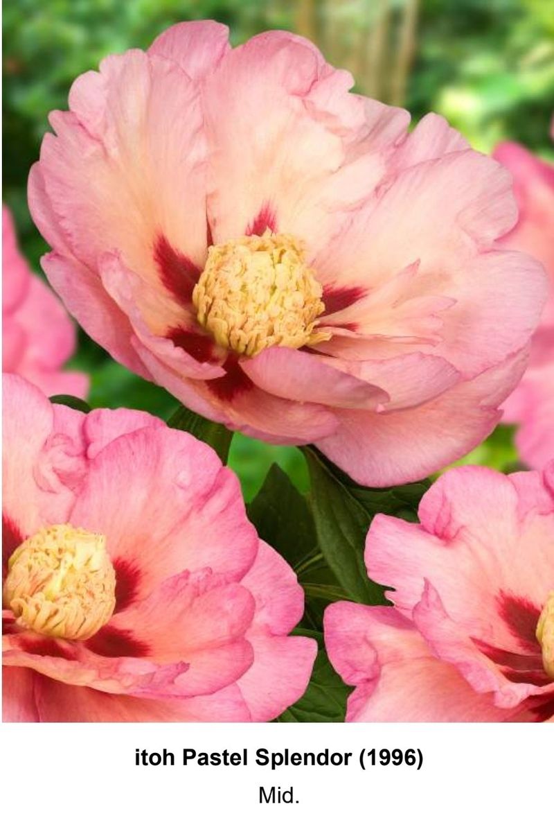 김정원님의 장터 판매 상품 [신품종 이토 파스텔 스플렌더 작약] 첨부 사진