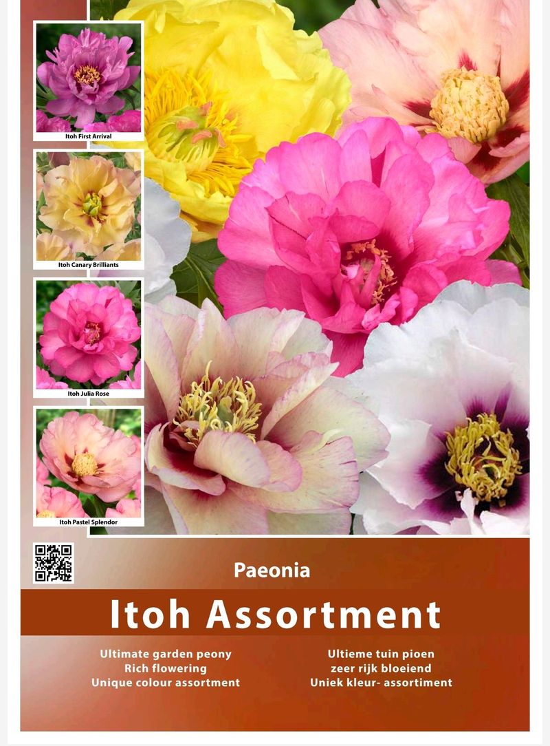 김정원님의 장터 판매 상품 [신품종 이토 파스텔 스플렌더 작약] 첨부 사진