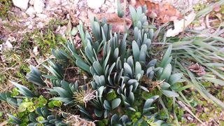 양환욱님의 두릅 · 일상 작성글 사진