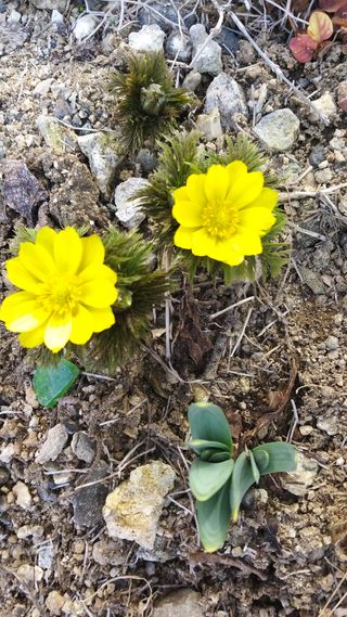 양환욱님의 두릅 · 일상 작성글 사진