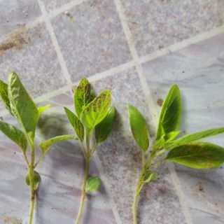 햇빛농원님의 참깨 · 병해충상담 작성글 사진