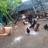 팜모닝 복숭아·자유게시판 게시글 이미지