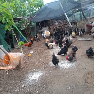 감자15084님의 복숭아 · 자유게시판 작성글 사진