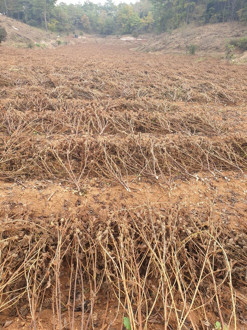 장터 상품 [들깨 1킬로] 썸네일