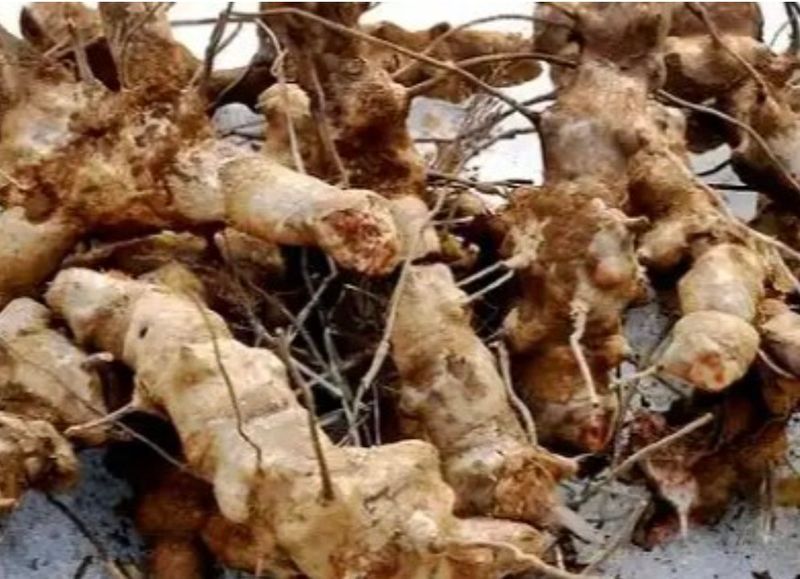 김진국님의 장터 판매 상품 [자연산 토복령 1kg 청미래덩굴 망개나무 맹감나무뿌리 토봉령 국내산] 첨부 사진