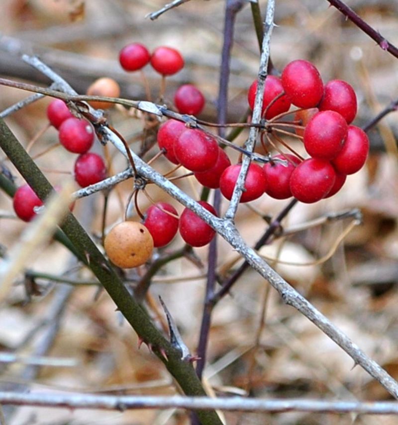 김진국님의 장터 판매 상품 [자연산 토복령 1kg 청미래덩굴 망개나무 맹감나무뿌리 토봉령 국내산] 첨부 사진