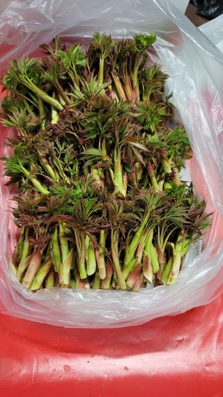 솔안골농장(이영선)님의 함께 일하는 동료는 몇명인가요? · 참여글 작성글 사진