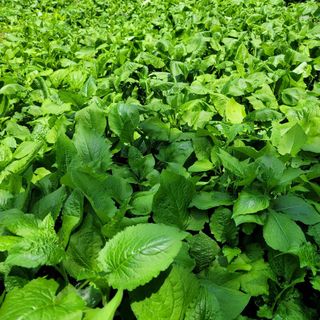 솔안골농장(이영선)님의 함께 일하는 동료는 몇명인가요? · 참여글 작성글 사진