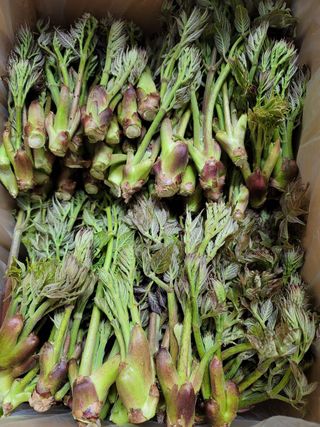 솔안골농장(이영선)님의 함께 일하는 동료는 몇명인가요? · 참여글 작성글 사진