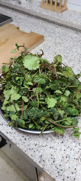 풀잎사랑님의 자유주제 · 자유게시판 작성글 사진