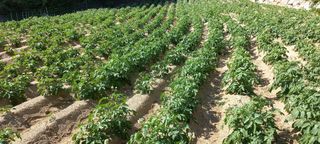 호박12525님의 선도농가에 선정된 소감은? · 참여글 작성글 사진