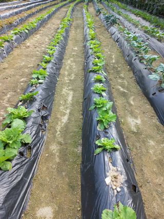 호박12525님의 선도농가에 선정된 소감은? · 참여글 작성글 사진