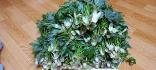 호박12525님의 선도농가에 선정된 소감은? · 참여글 작성글 사진