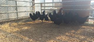 호박12525님의 선도농가에 선정된 소감은? · 참여글 작성글 사진