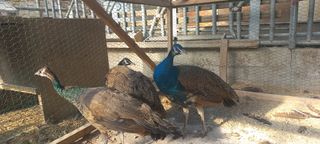 호박12525님의 선도농가에 선정된 소감은? · 참여글 작성글 사진