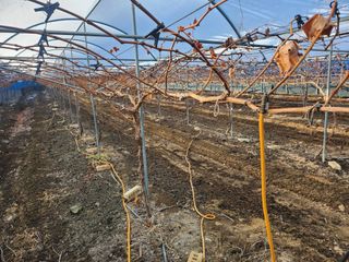 백화산지킴이산야초님의 포도 · 자유게시판 작성글 사진