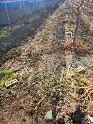 백화산지킴이산야초님의 포도 · 자유게시판 작성글 사진