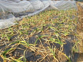 들꽃농장님의 자유주제 · 자유게시판 작성글 사진