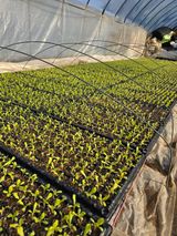 팜모닝 함께 일하는 동료는 몇명인가요?·참여글 게시글 이미지