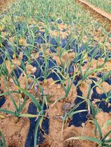 팜모닝 마늘·비료•농약 게시글 이미지