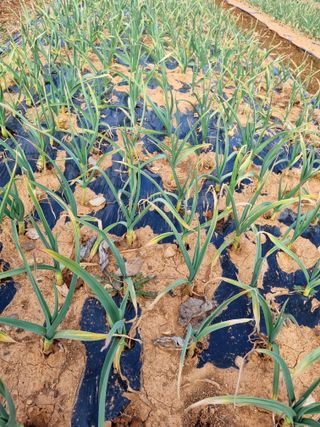 마늘6843님의 마늘 · 비료•농약 작성글 사진