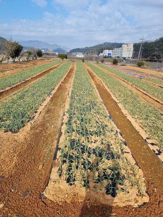 마늘6843님의 마늘 · 비료•농약 작성글 사진