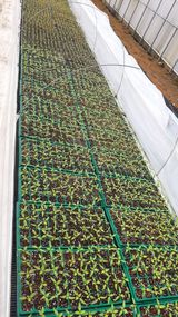 팜모닝 고추·파종•정식 게시글 이미지