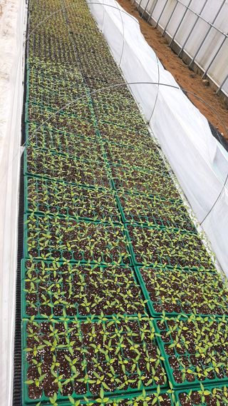 낙지님의 고추 · 파종•정식 작성글 사진