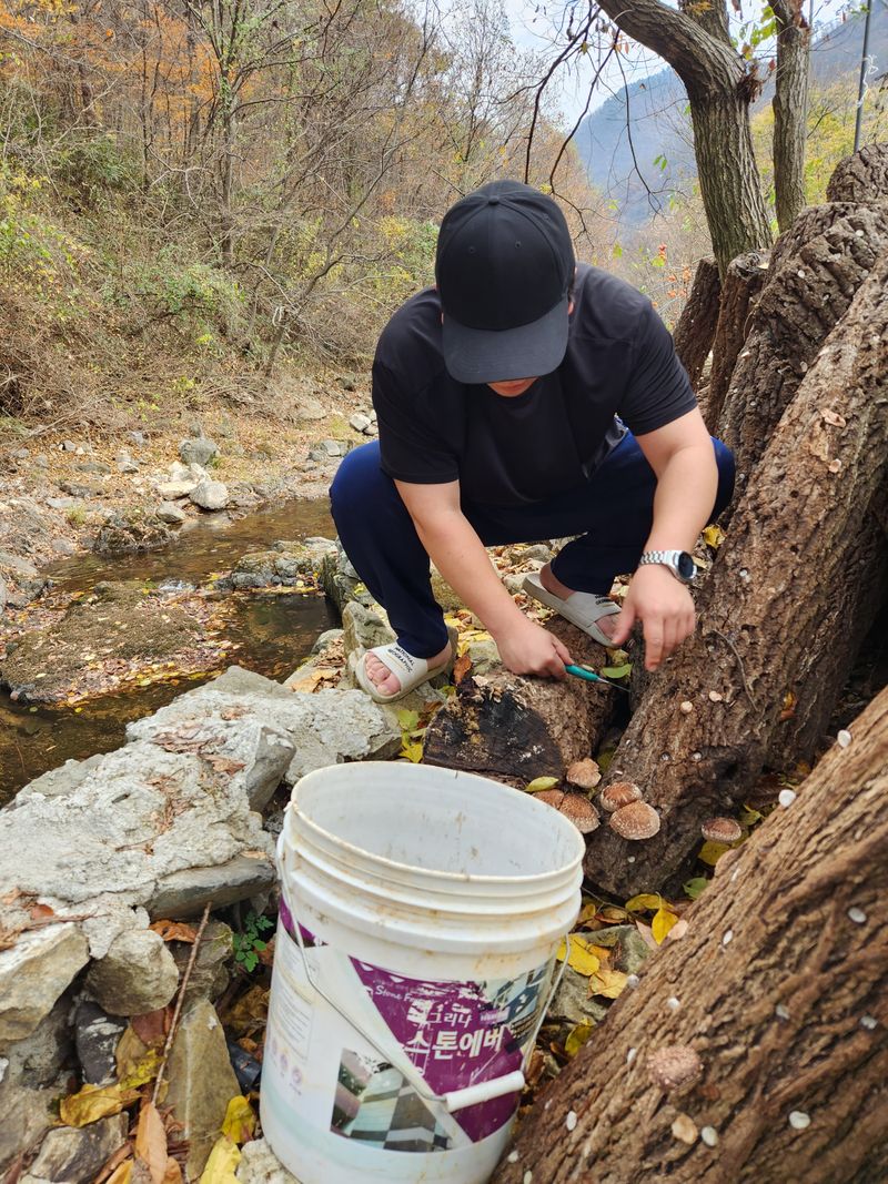 장터 상품 [표고나무] 썸네일