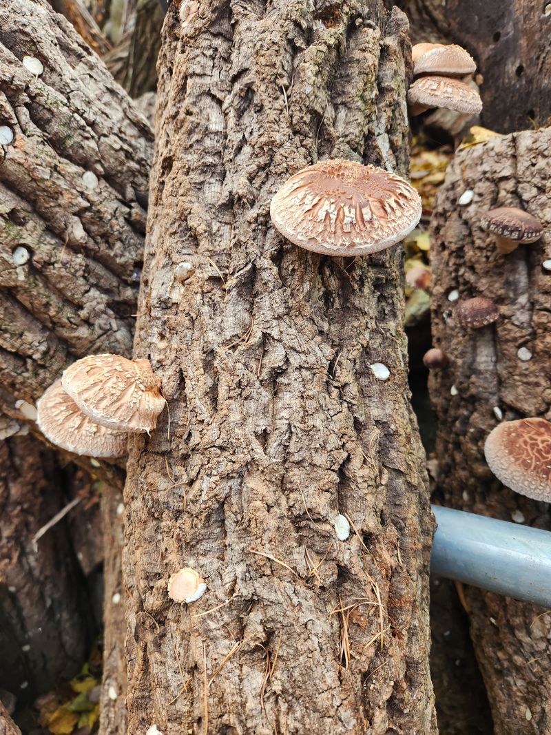 파란농원님의 장터 판매 상품 [표고나무] 첨부 사진