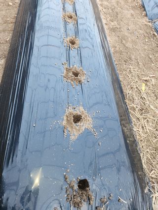 유덕균님의 고추 · 영농일지 작성글 사진