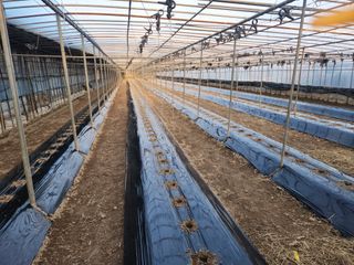 유덕균님의 고추 · 영농일지 작성글 사진