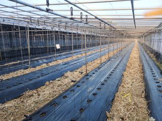 유덕균님의 오이 · 영농일지 작성글 사진