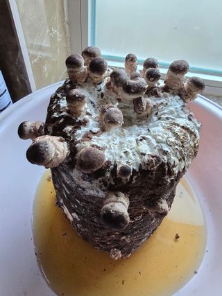 이길우님의 버섯 · 생장기 농작업 작성글 사진