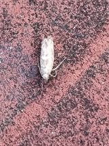 팜모닝 마늘·병해충상담 게시글 이미지