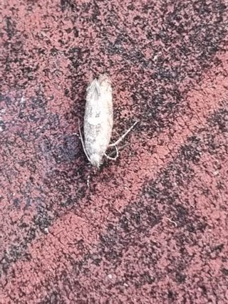 마늘6843님의 마늘 · 병해충상담 작성글 사진