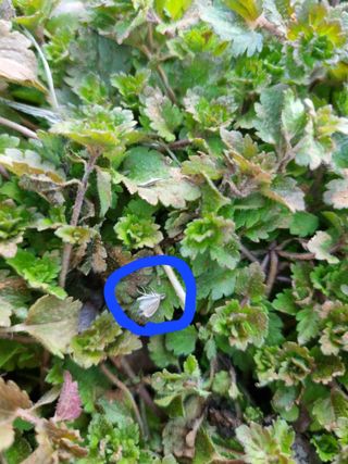 마늘6843님의 마늘 · 병해충상담 작성글 사진