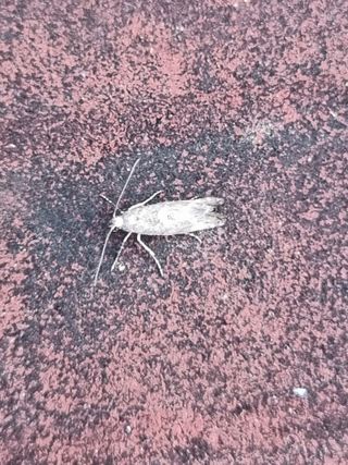 마늘6843님의 마늘 · 병해충상담 작성글 사진