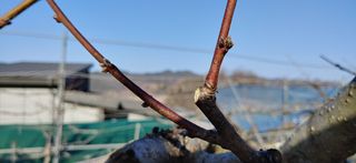 달맛햇복숭아농원님의 복숭아 · 자유게시판 작성글 사진