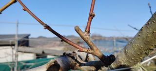 달맛햇복숭아농원님의 복숭아 · 자유게시판 작성글 사진